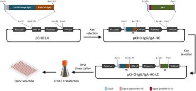 A therapeutic chimeric IgG/IgA expressed by CHO cells for oral treatment of PED in piglets